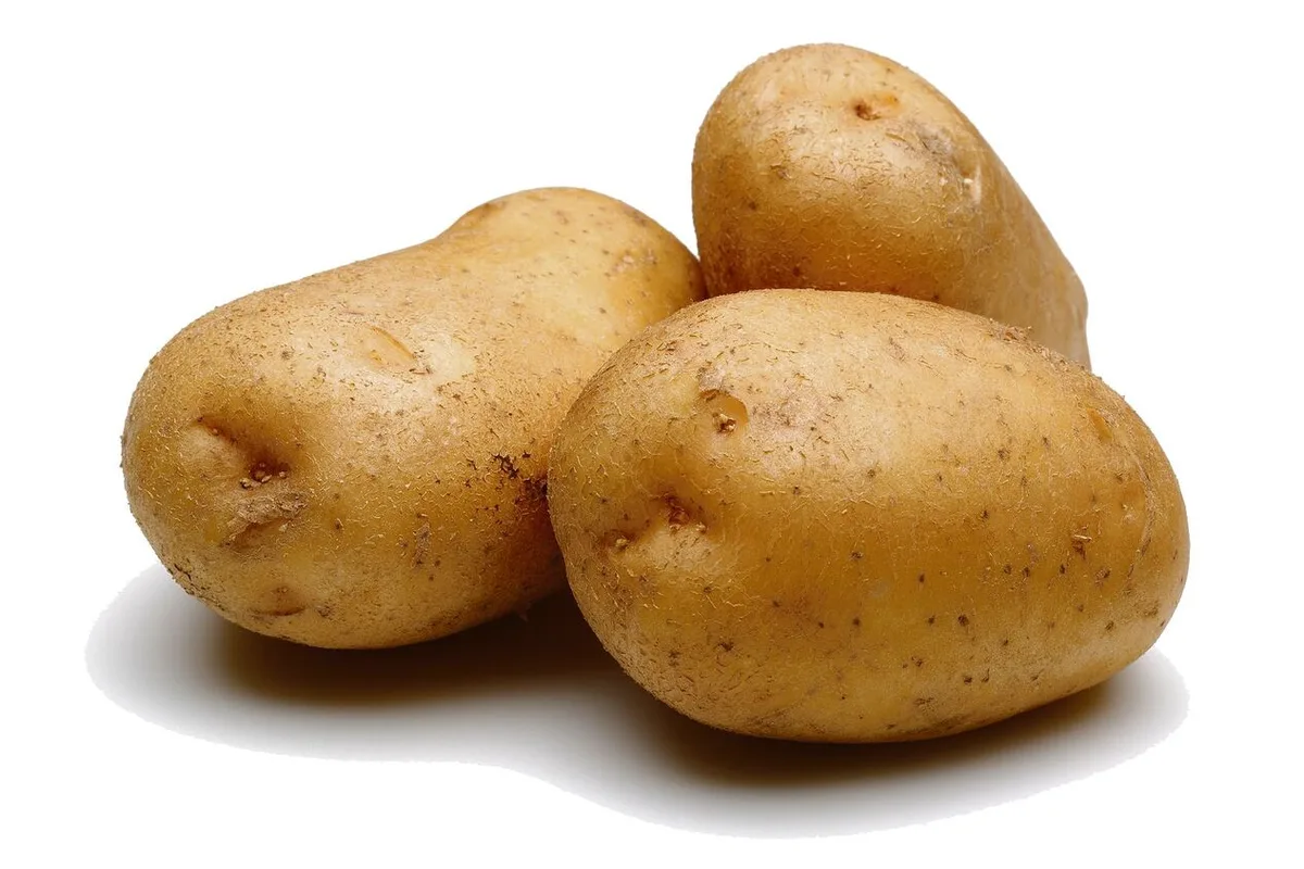 Saatkartoffeln stellen hohe Herausforderungen an die Produzent(innen).