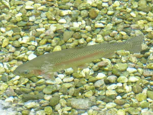 Die Täterschaft ist noch unbekannt, die toten Fische stammen aber wahrscheinlich nicht aus dem Bach. (Bild Pixabay)