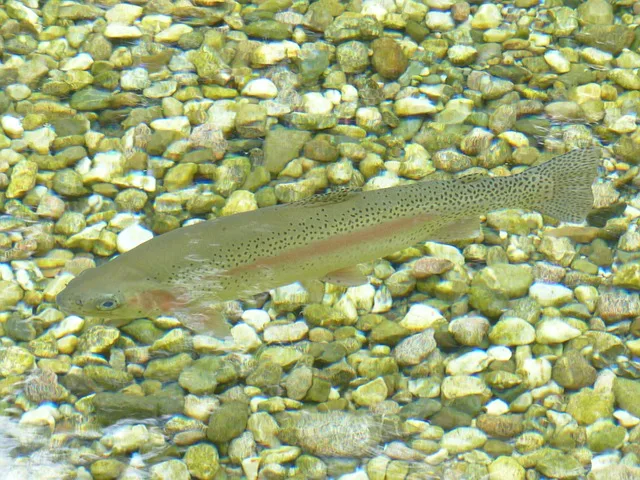 Die Täterschaft ist noch unbekannt, die toten Fische stammen aber wahrscheinlich nicht aus dem Bach. (Bild Pixabay)
