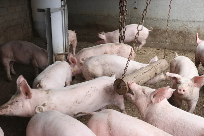 Schweine_Mast_Auslauf_bauZ «Sinkenden Konsum so steuern, dass er nicht auf Kosten des Tierwohls geht»