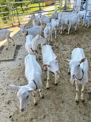 Kleinwiederkäuer leiden häufig unter Parasiten. Gesucht ist ein natürliches Entwurmungsmittel, das keine Resistenzen bewirkt.