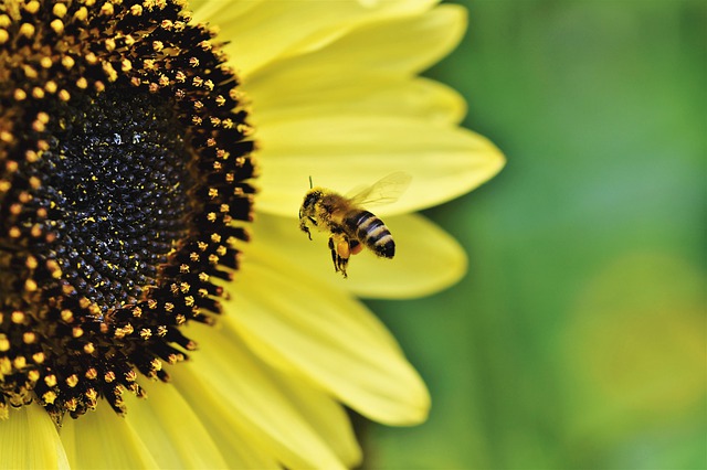 Die Volksinitiative «Biodiversität Thurgau» soll die Arten- und Lebensraum-Vielfalt im Thurgau stärken. (Symbolbild Pixabay)