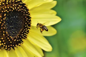 Die Volksinitiative «Biodiversität Thurgau» soll die Arten- und Lebensraum-Vielfalt im Thurgau stärken. (Symbolbild Pixabay)