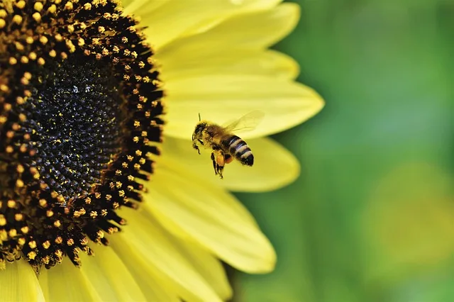 557d06b7acaaede0dd9e00794428c7c0e4146136 Die Volksinitiative «Biodiversität Thurgau» soll die Arten- und Lebensraum-Vielfalt im Thurgau stärken. (Symbolbild Pixabay)