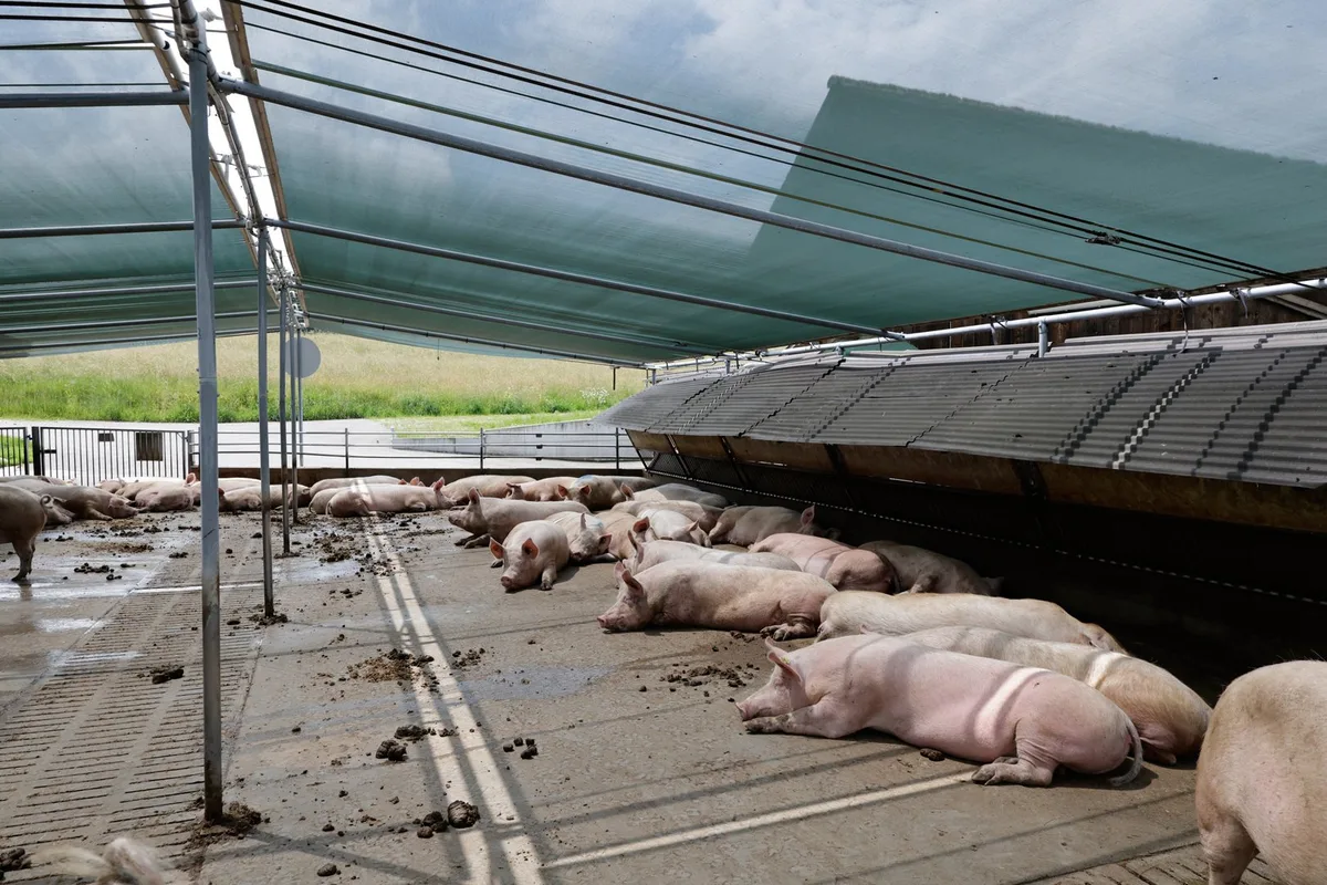 Schweine können kaum schwitzen und sind deswegen besonders anfällig für Hitzestress.