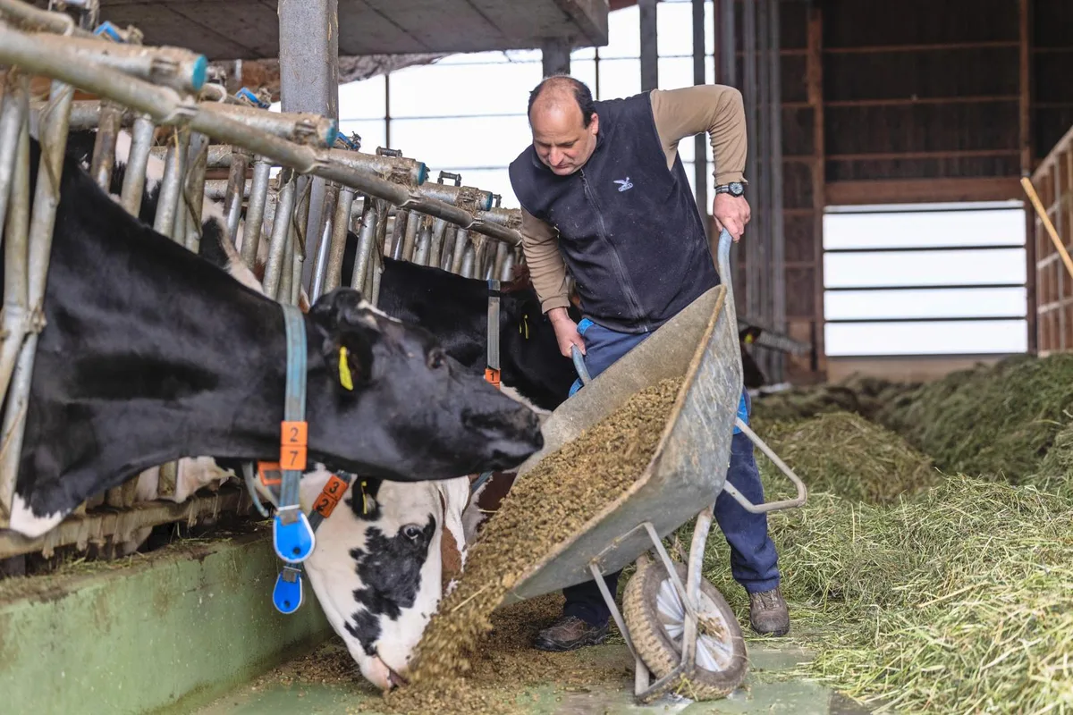 DG_25-05_TH1_aufmacher Milchviehhalter Herbert Meier ist von der Fütterung der Graspellets überzeugt. Den Kühen schmeckt es und praktikabel in der Handhabung sind die Pellets ebenfalls.