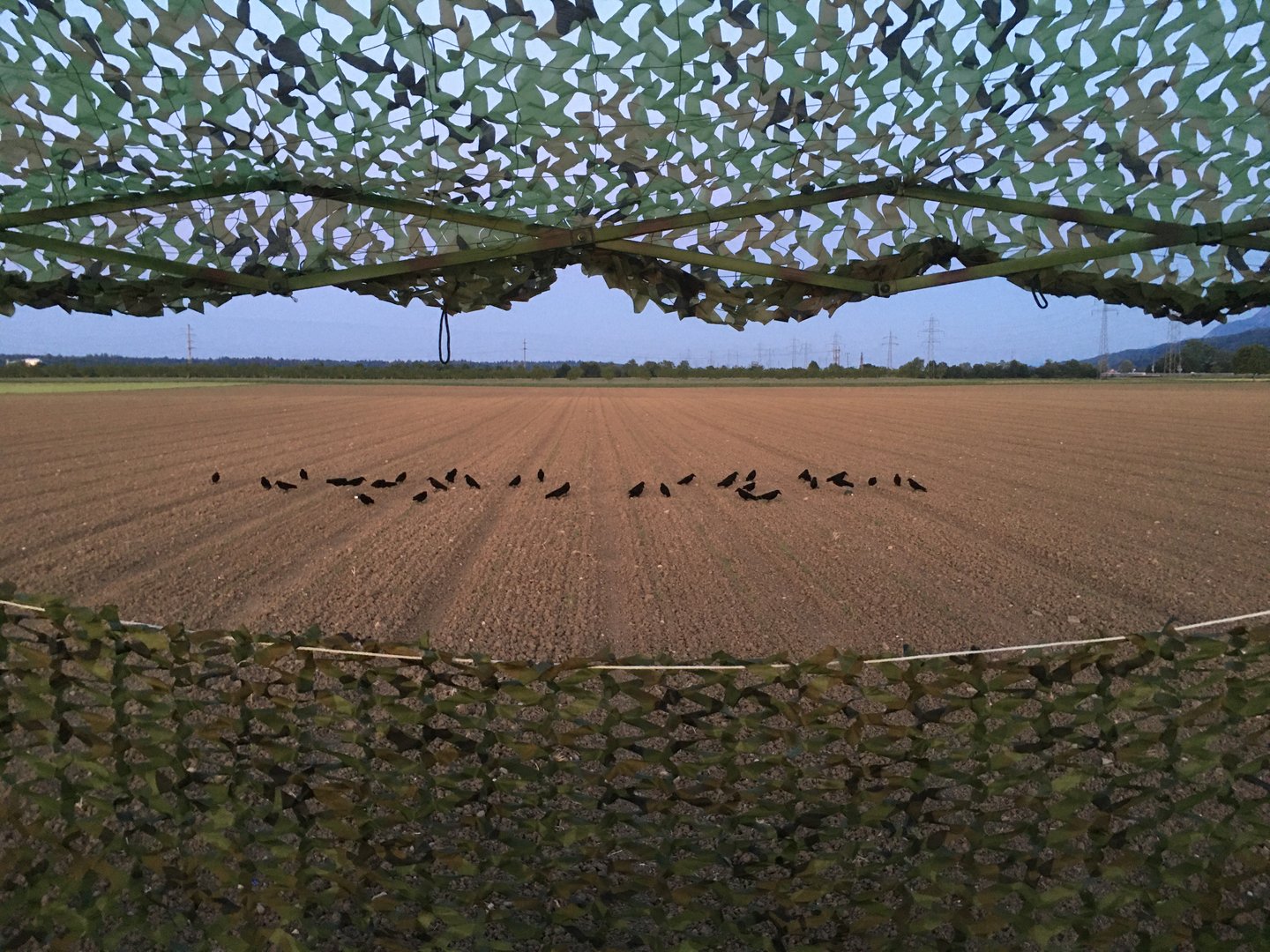 Aus dem Fahrzeuginnern darf nicht geschossen werden: Was bei der Jagd auf die Krähen zu beachten ist