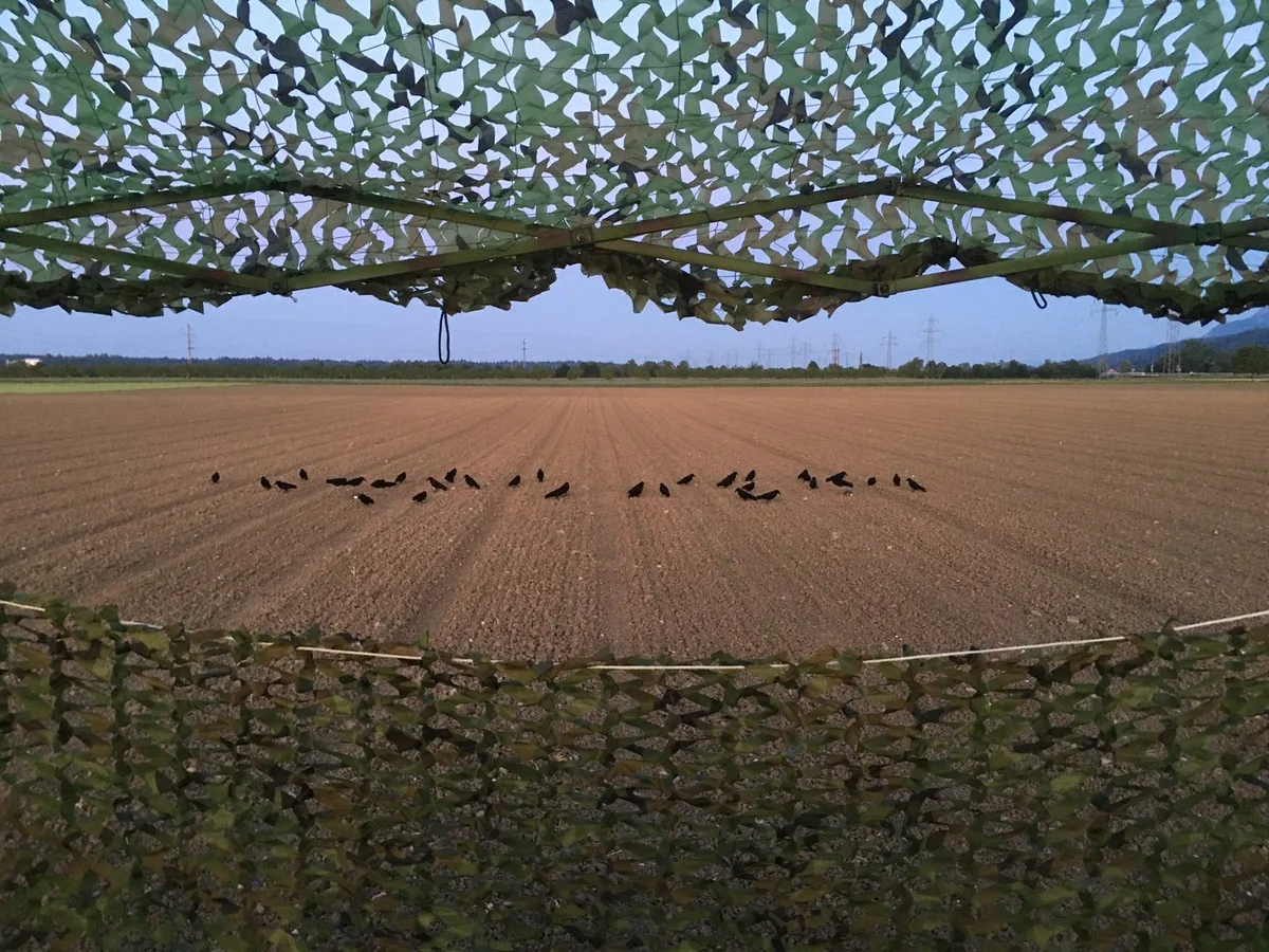 kraehenIMG_1362 Aus dem Fahrzeuginnern darf nicht geschossen werden: Was bei der Jagd auf die Krähen zu beachten ist