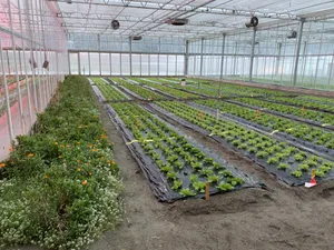 Ringelblumen ziehen Raubwanzen an, die auf der Pflanze Nahrung finden und sie für die Eiablage nutzen. Die Blumen entwickeln sich allerdings langsam und sollten z. B. mit der schnell wachsenden Schafgarbe kombiniert werden.