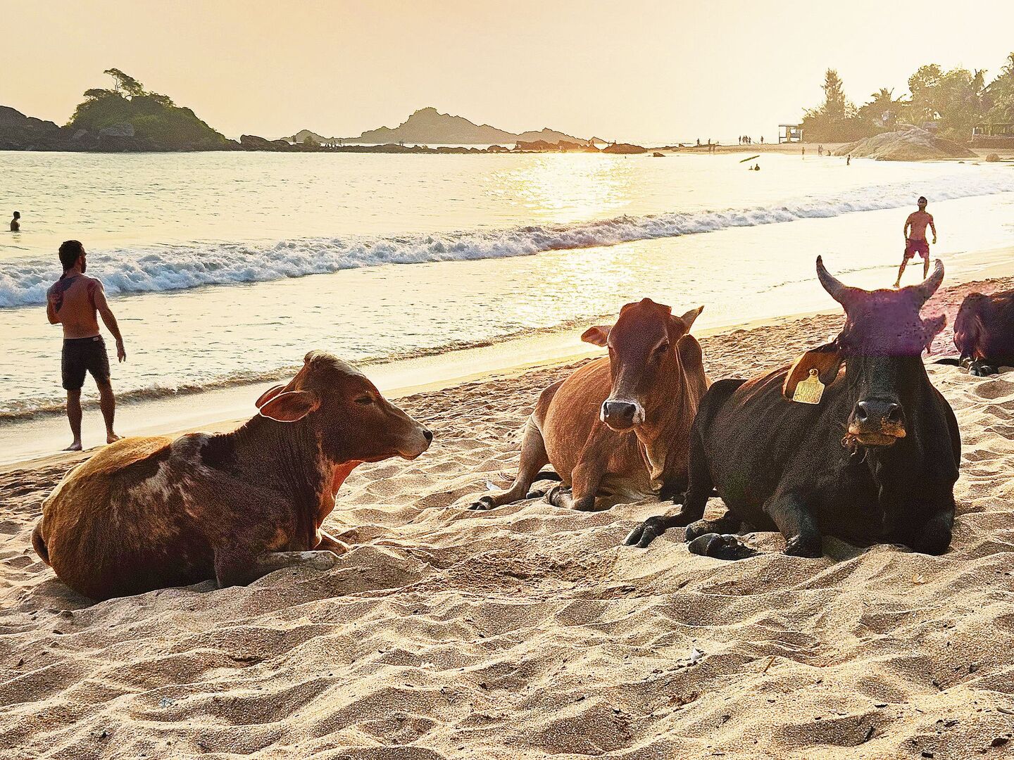 Indische Kühe am Strand. Was für schweizerische Verhältnisse undenkbar wäre, ist in Indien Alltag. Zum Melken werden die Tiere nach Hause getrieben, sonst bewegen sie sich komplett frei im ganzen Land verteilt.