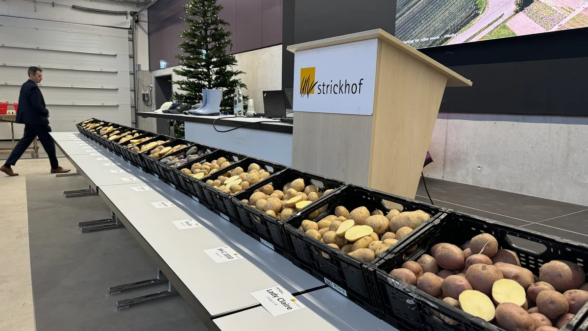 IMG_8694_2 Noch zu wenig Resistente: Die Kartoffelbranche läuft momentan noch auf Eisbergkurs