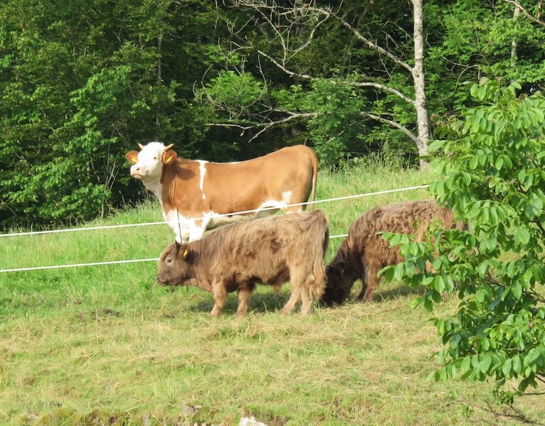Hochleistungsrassen sind Feinschmecker, Hochlandrinder knabbern auch Sträucher ab. (Bild zVg)