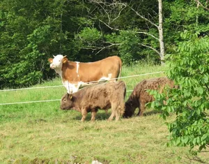 Hochleistungsrassen sind Feinschmecker, Hochlandrinder knabbern auch Sträucher ab. (Bild zVg)