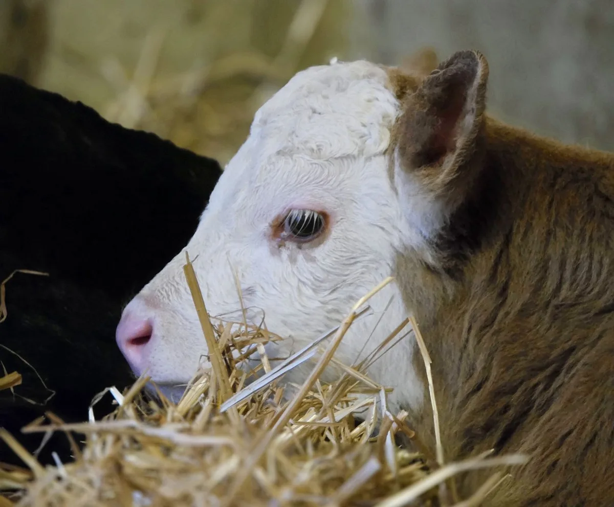 Während die Milchbranche leidet: Bio Fair erzielt 1.10 Franken pro Kilo