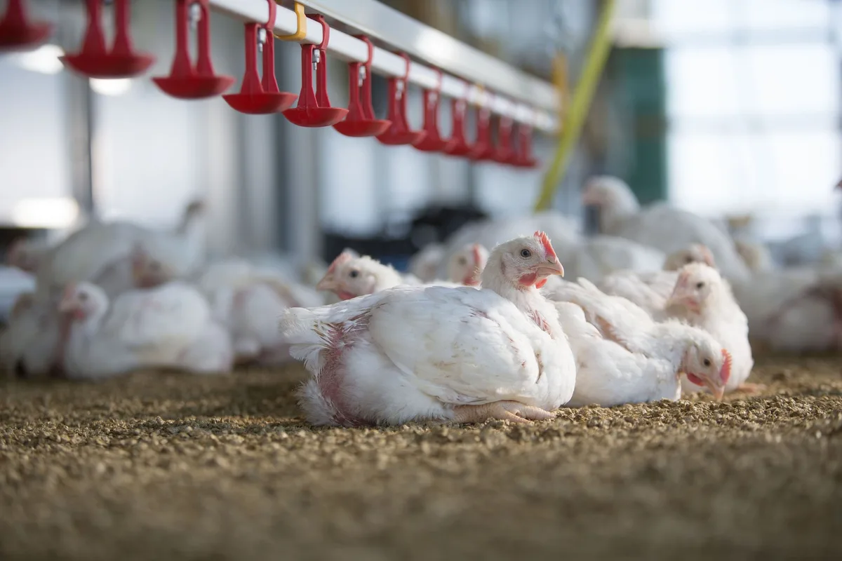 Botulismus_Pouletmast Mastgeflügel sitzt auf der Einstreu im Stall.
