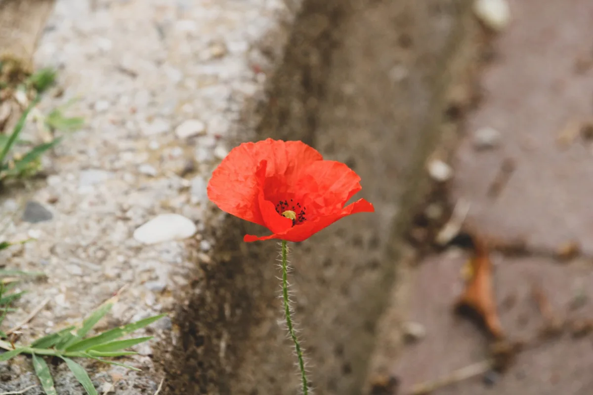 mohn_rosalia_ricotta Das Parlament beauftragt auch die Armee mit dem Schutz der Biodiversität