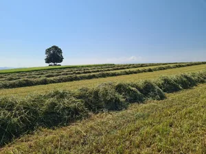 Faktoren für die Wahl des passenden Schwaders sind Futterqualität, Flächenleistung, Hangtauglichkeit oder Investitionskosten. Dabei darf nicht vergessen werden, dass selbst der beste Schwader Mängel bei Bestandespflege, Schnitthöhe oder Bodenverhältnissen nicht korrigieren kann.