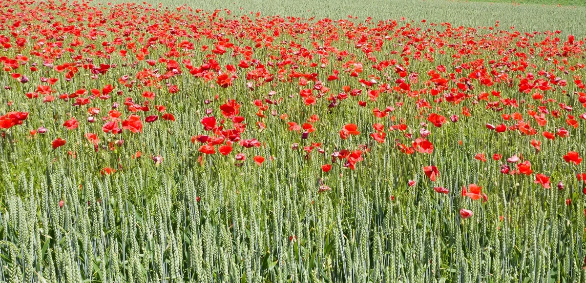64862d72814b0e789184db5bc926d373cbab916f Sieht schön aus, aber leidet hier die Kultur und wäre eine Herbizidbehandlung angebracht? (Bild Agroscope / O. Praodi)