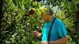 Ruedi Brugger begutachtet eine Nektarine. Ist sie schon genug reif? Wann beginnt die Saison?
«Ab Anfang August gibt es sie auf dem Markt in Winterthur», sagt er.