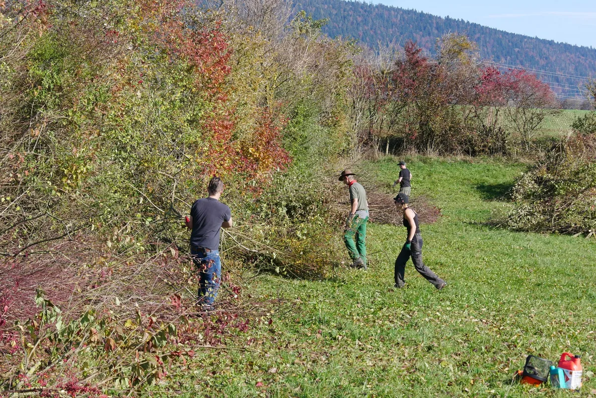 Heckentag 2023 - Mit Wildhecken die Artenvielfalt fördern