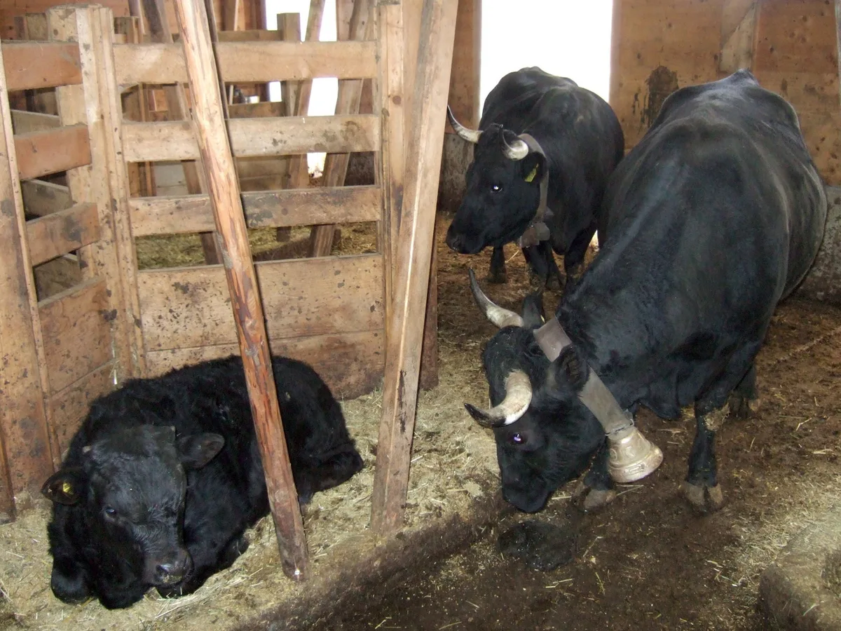 d569c4d7b62d5480e84172085c0ab3d8b9d9985a Die sechseckigen Liegeinseln sind für die Tiere ein geschützter Rückzugsort, an dem sie sich wohl fühlen. (Bild Paul Küchler)