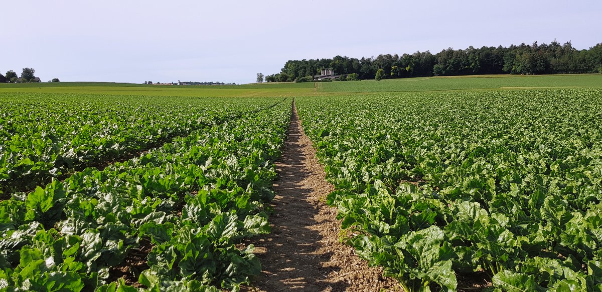Weil Landwirt Thomas Dünki Fahrgassen in seinen Zuckerrüben anlegt, sät er diese auf einen Reihenabstand von 45 cm. «So verliere ich bei den Fahrgassen nicht zu viel Platz, und die Kultur ist robust gegen Spätverunkrautung.» Bild: zVg