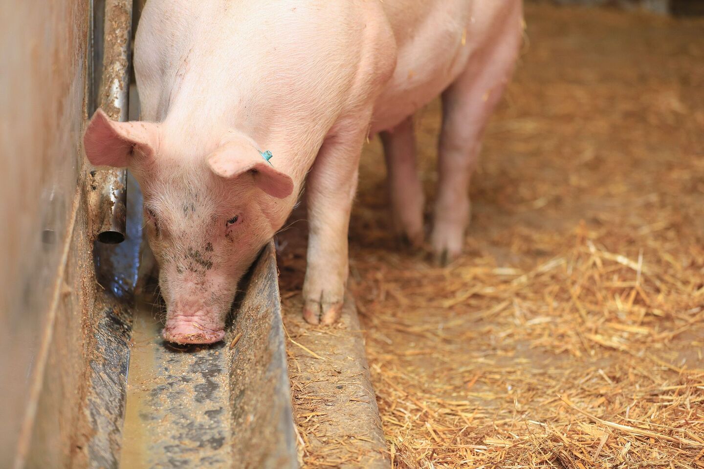 Ein Mastschwein frisst den Futterbrei aus dem Futtertrog.