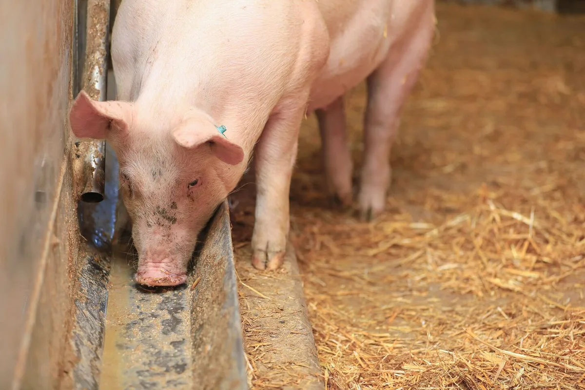 Ein Mastschwein frisst den Futterbrei aus dem Futtertrog.