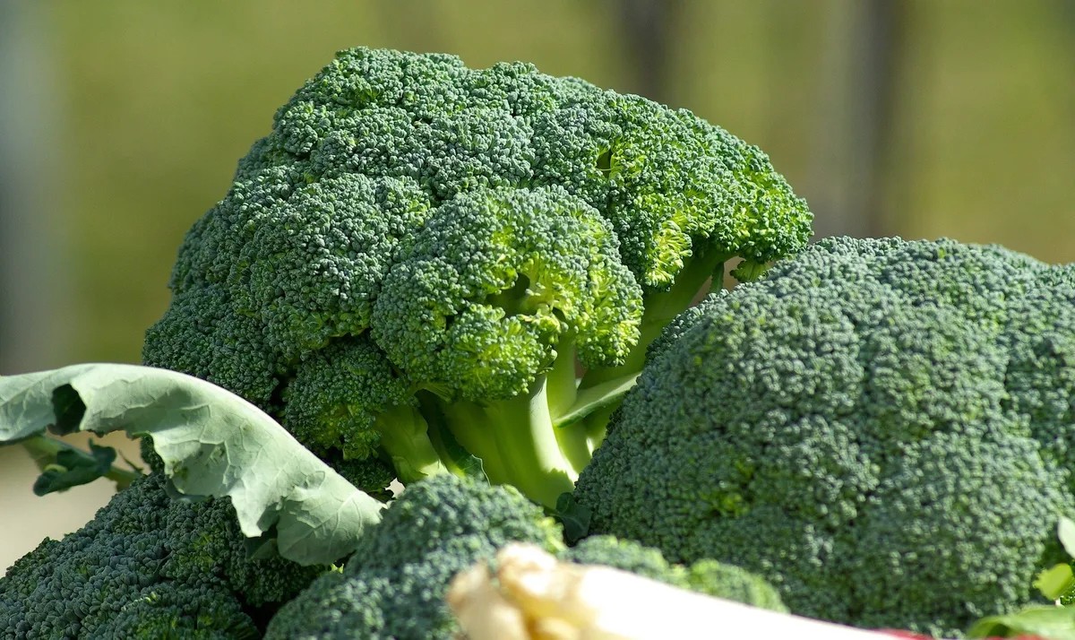 vegetables-g535a433c7_1920 Gesünder als Broccoli geht’s kaum