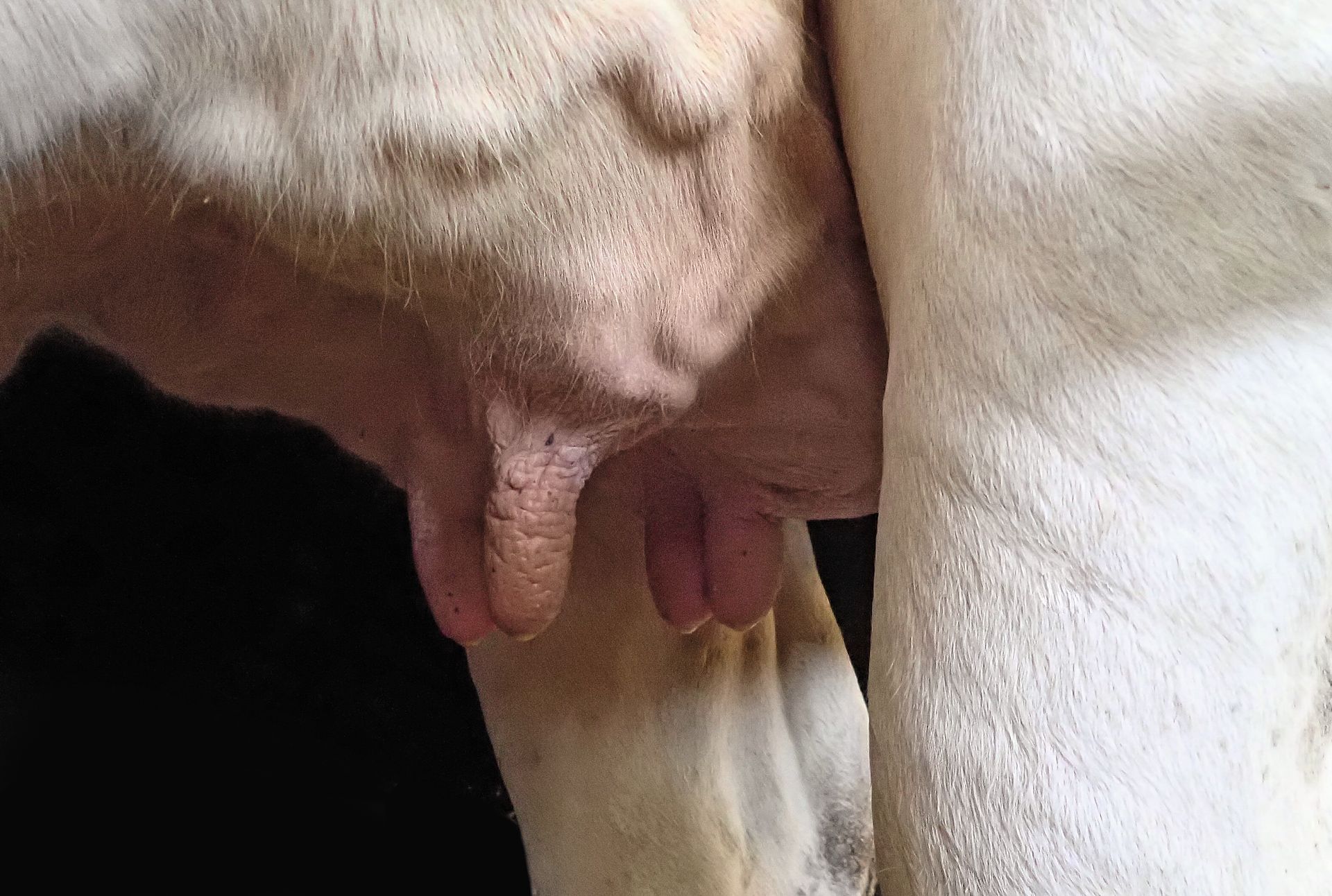 Das selektive Trockenstellen versucht, den Antibiotika-Verbrauch beim Trockenstellen zu reduzieren und die Heilungschancenin der Galtphase zu erhöhen. Das Euter soll nach dem Trockenstellen gut beobachtet, aber so wenig wie möglich berührt werden. (Bilder Iwan Locher)
