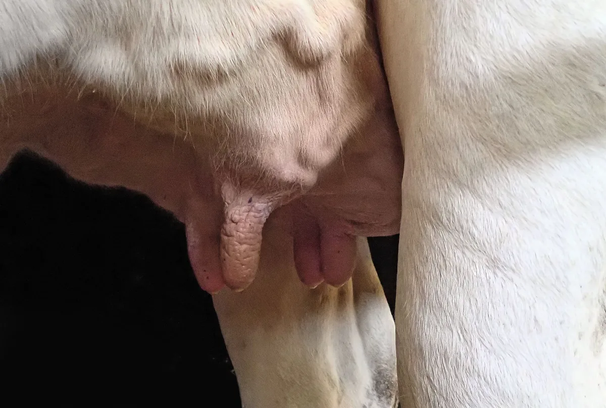 76e70a98f0a227b67b819b889fc3f17e61beaed4 Das selektive Trockenstellen versucht, den Antibiotika-Verbrauch beim Trockenstellen zu reduzieren und die Heilungschancenin der Galtphase zu erhöhen. Das Euter soll nach dem Trockenstellen gut beobachtet, aber so wenig wie möglich berührt werden. (Bilder Iwan Locher)