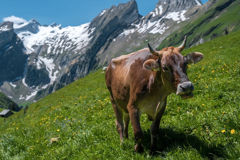 Beim wandern in den Bergen trifft man immer wieder auf frei herumlaufende Rinder. Gefährlich sind eher Herden, insbesondere mit Kälbern. (Bild Patrick Robert Doyle)