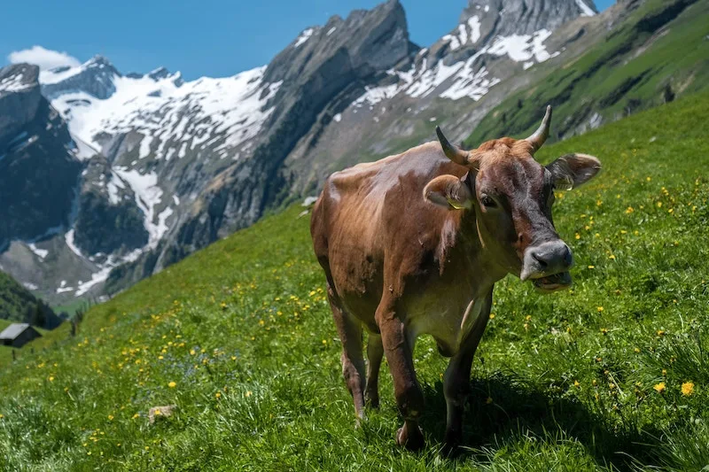 29bca77f97a3f5713849e118a63142b75c42afc2 Beim wandern in den Bergen trifft man immer wieder auf frei herumlaufende Rinder. Gefährlich sind eher Herden, insbesondere mit Kälbern. (Bild Patrick Robert Doyle)