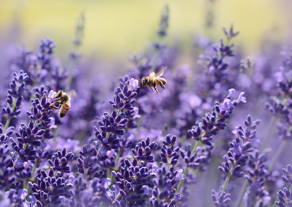 Neonikotinoide stehen im Verdacht, Bienen zu schädigen. (Bild Pixabay)