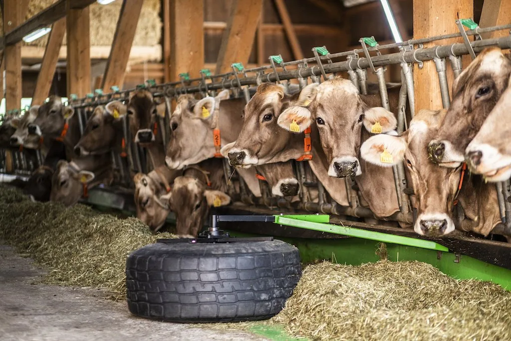 03c98520a57f7ed5e10d67a0444c4faf8838244a Totalmischrationen kann der smarte Futterschieber am besten zuschieben. Spätestens auf dem Rückweg wird auch das restliche Futter zugeschoben (Bild: Pia Neuenschwander)