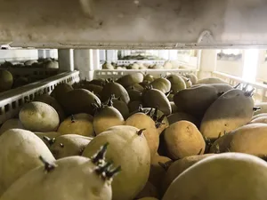 Es wird immer schwieriger, die Vorkeimkisten der Kartoffel-produzenten mit Schweizer Pflanzkartoffeln zu füllen.