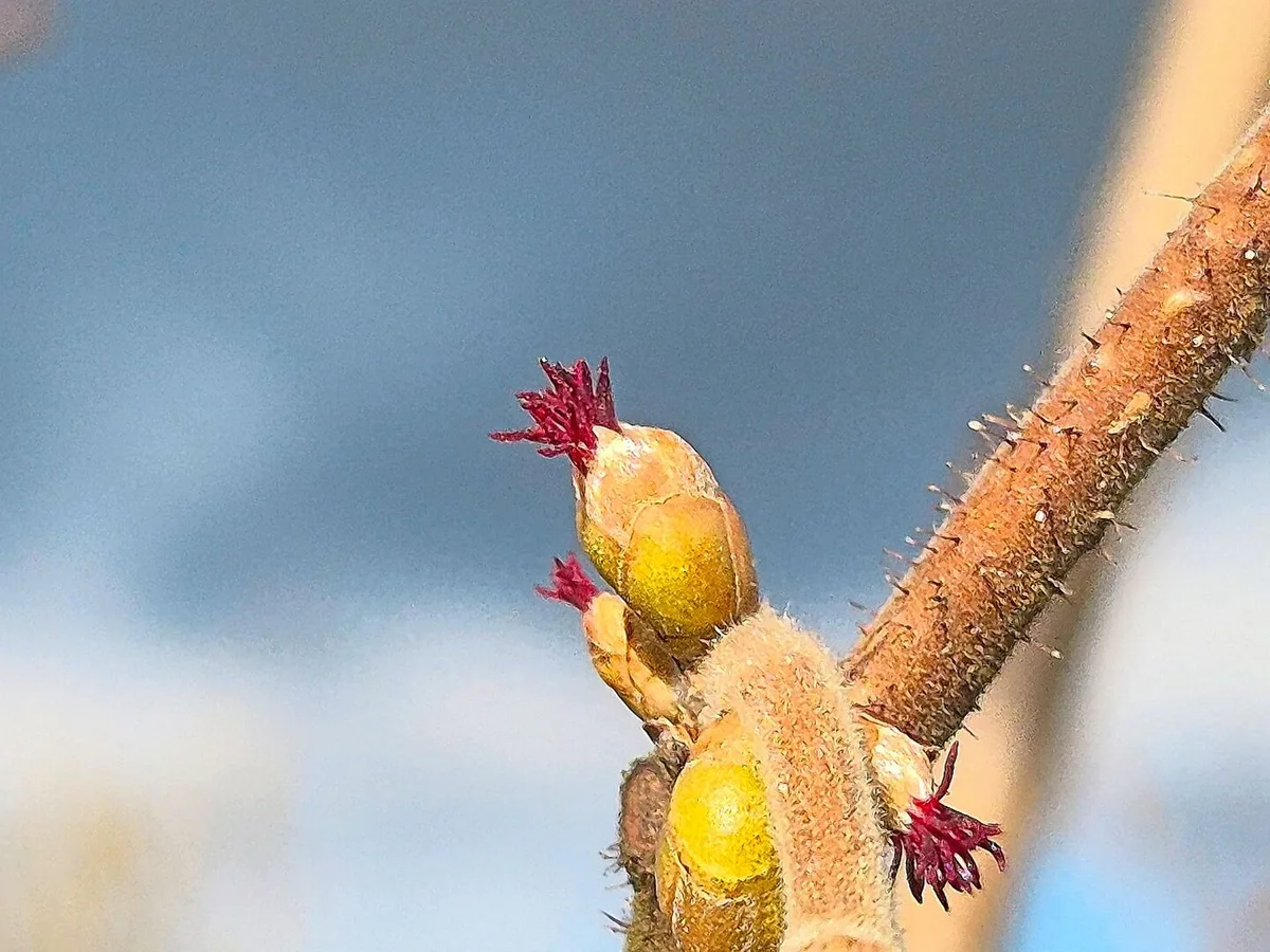 Die weibliche Blüte ist im Gegensatz zur männlichen Blüte bei Haselnüssen fast unscheinbar. Erstere sind gerade mal 1–3 mm gross.