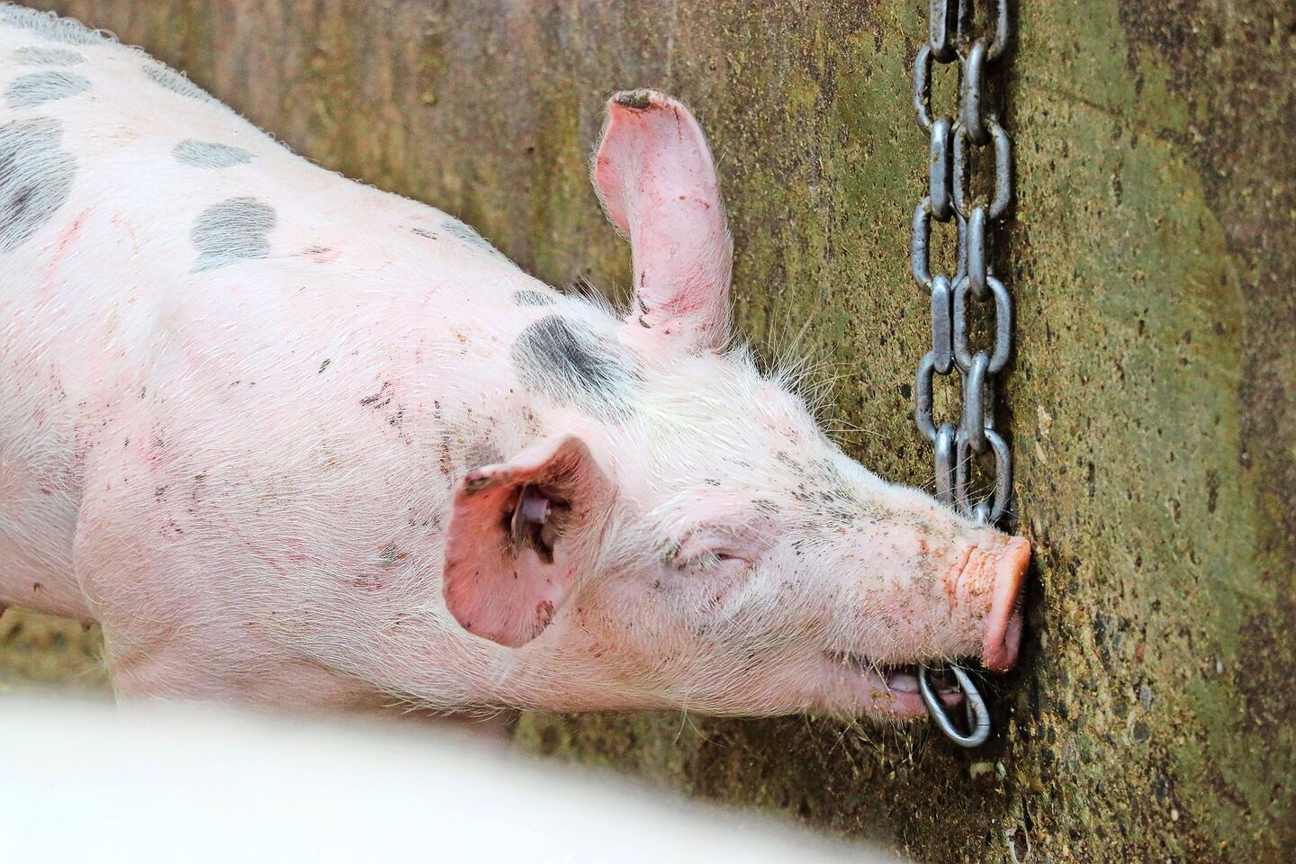 Damit die Tiere ihr Interesse an den Beschäftigungsmaterialien nicht verlieren, sollten diese am besten abwechselnd und nicht gleichzeitig angeboten werden.