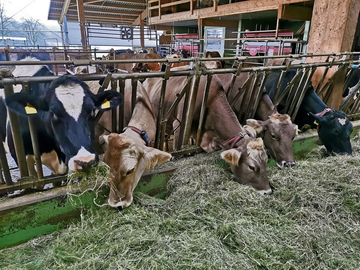Analysen von konserviertem Gras aus diesem Jahr fallen durch tiefe Rohprotein-, aber durchschnittliche Energiegehalte auf.