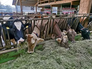 Analysen von konserviertem Gras aus diesem Jahr fallen durch tiefe Rohprotein-, aber durchschnittliche Energiegehalte auf.