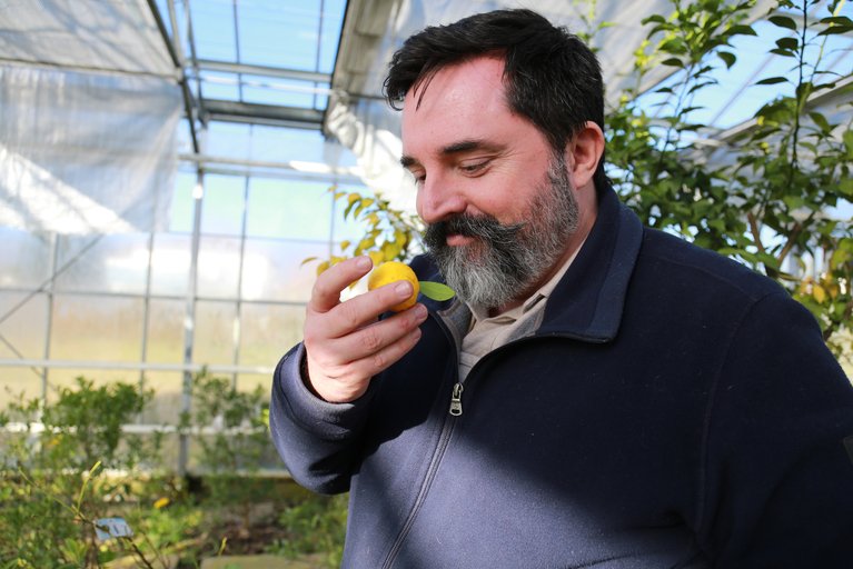 Niels Rodin mit einer Yuzu. Seit 30 Jahren in der Gastronomie bekannt, sei sie eine der Früchte, die mittlerweile in der Lebensmittelindustrie ihren Platz gefunden hätten. (Bild lid / mg)&nbsp;