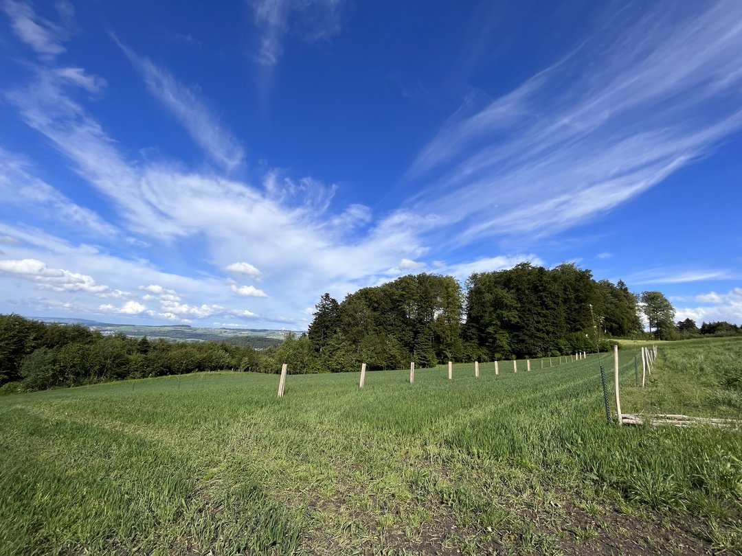 Wäre Agroforst auch im Alpgebiet denkbar?