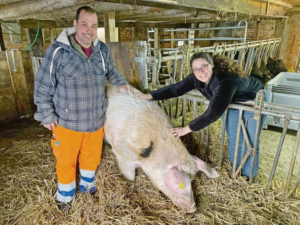 173e8d552cffe7c8e7cee286b378cd2ae8a20fa58fe88f84c79a6575824f377a Andreas Hirschi, Esther Hürlimann und Johnny. Der 435 kg schwere, 4-jährige Eber ist nun auf dem Hof Biseggmatte, wo er als Deckeber bis zu seinem Lebensende verbleiben wird.