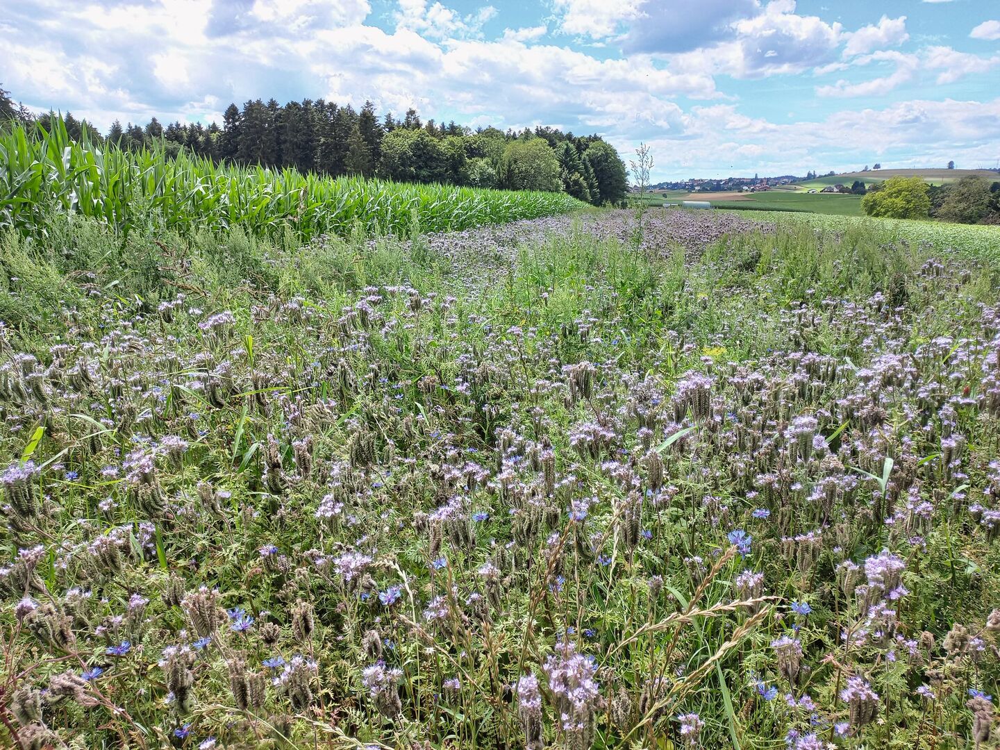 Zeitlich gut geeignet ist die Anlegung eines Nützlingsstreifens neben einem Maisfeld. Damit kann die Bodenbearbeitung in einem Durchgang gemacht werden.