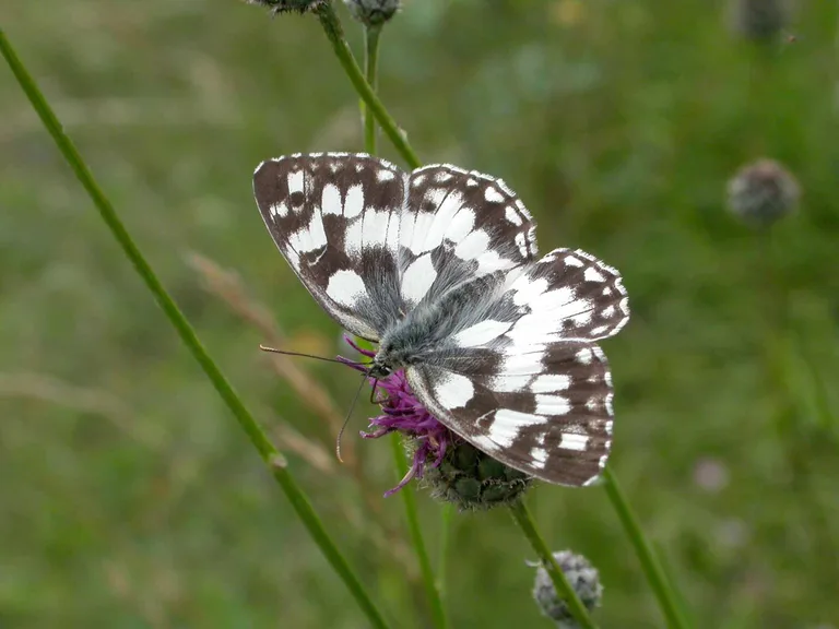 b87052b630460b82476083c4334391f357f9f458 Der Bestand des Schachbrettfalters konnte in Vernetzungskorridoren zulegen, ausserhalb davon ist er deutlich seltener geworden. (Thomas Stalling)