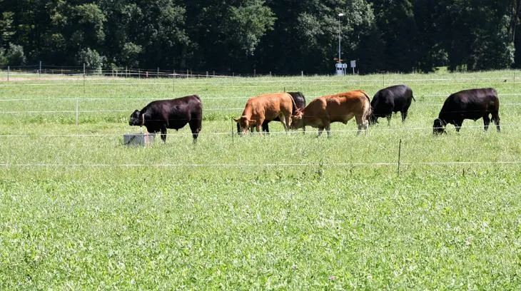 7e81bbbc3ebcbf0c389b55658ee85312d7d95c4c Angus- und Limousin-Ochsen kamen im Rahmen des Agroscope-Versuchs in den Genuss von Salat. (Bild Agroscope/ Bloch O.)