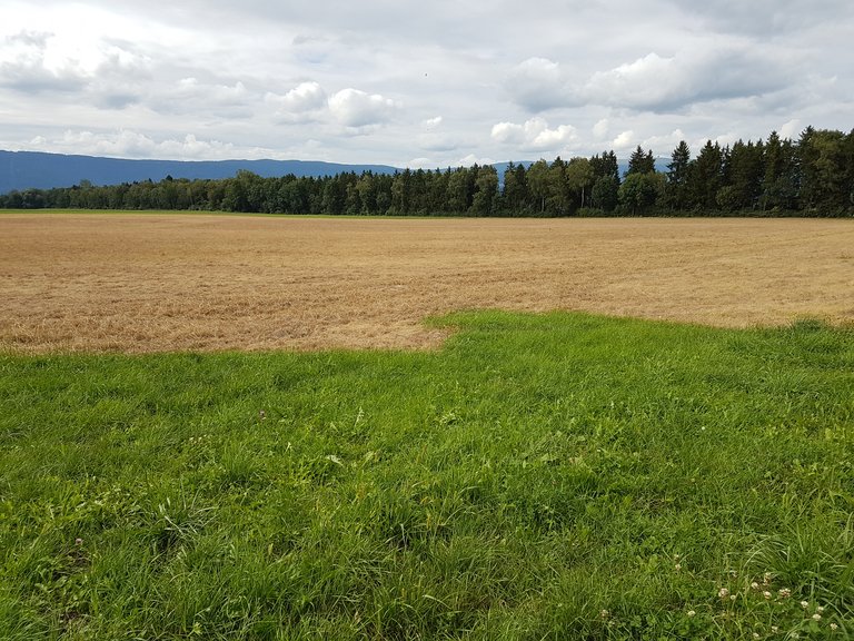Der Einsatz des Unkrautvernichters Glyphosat ist umstritten. (Symbolbild pd)