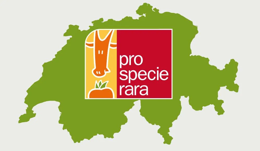 84a49b1acbff7764d8d5975a900f59ebb8707fe5 Pro Specie Rara setzt sich für den Erhalt von bedrohten Obstsorten ein. Kürzlich wurde die aktuelle Rote Liste veröffentlicht. (Bild Pro Specie Rara)