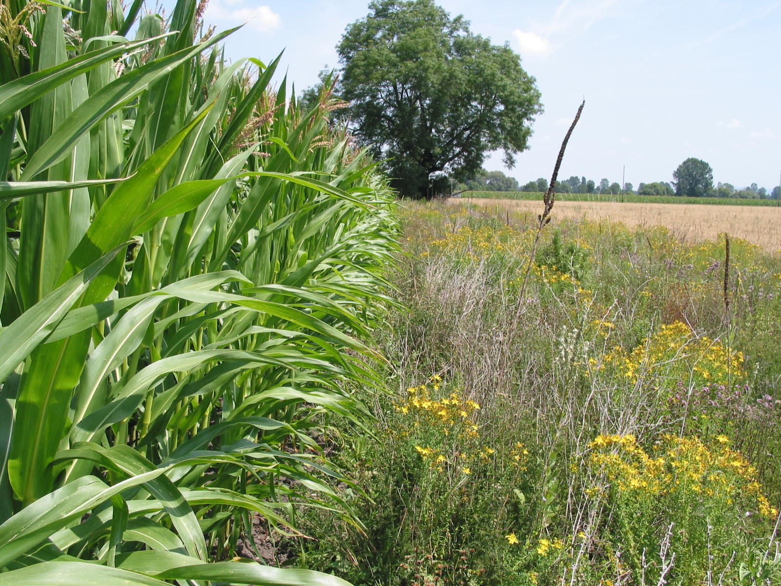 Was halten Sie von der aktuellen Biodiversitätsförderung?