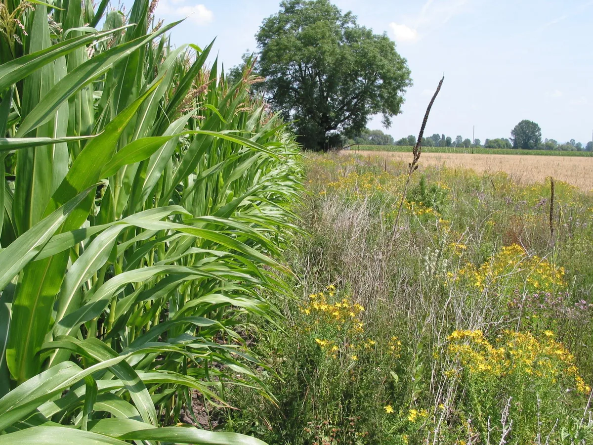 Was halten Sie von der aktuellen Biodiversitätsförderung?